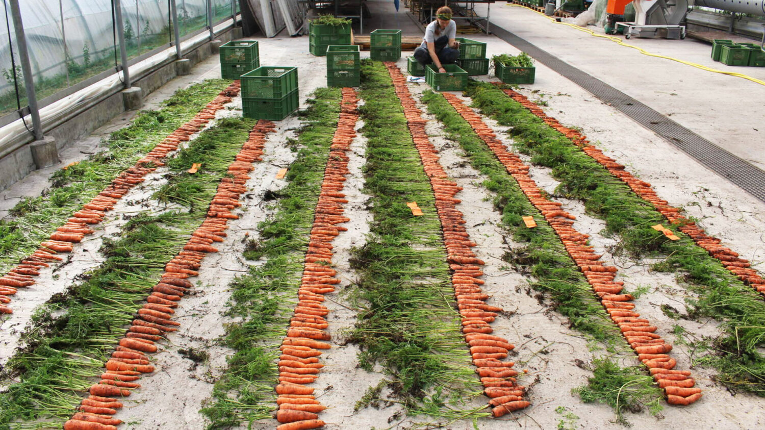 Saatgut Züchtung | Unternehmensportrait